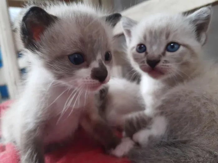 Gato ra a Sem raça  idade Abaixo de 2 meses nome Gato