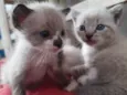 Gato