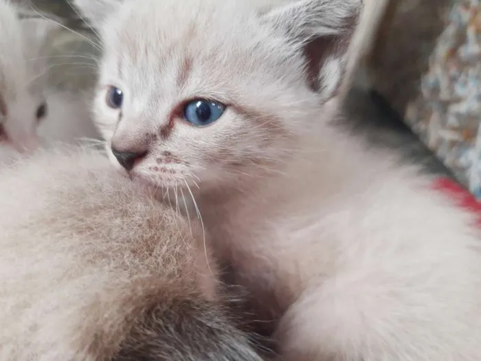 Gato ra a Sem raça  idade Abaixo de 2 meses nome Gato