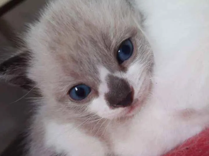 Gato ra a Sem raça  idade Abaixo de 2 meses nome Gato