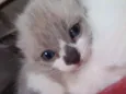 Gato