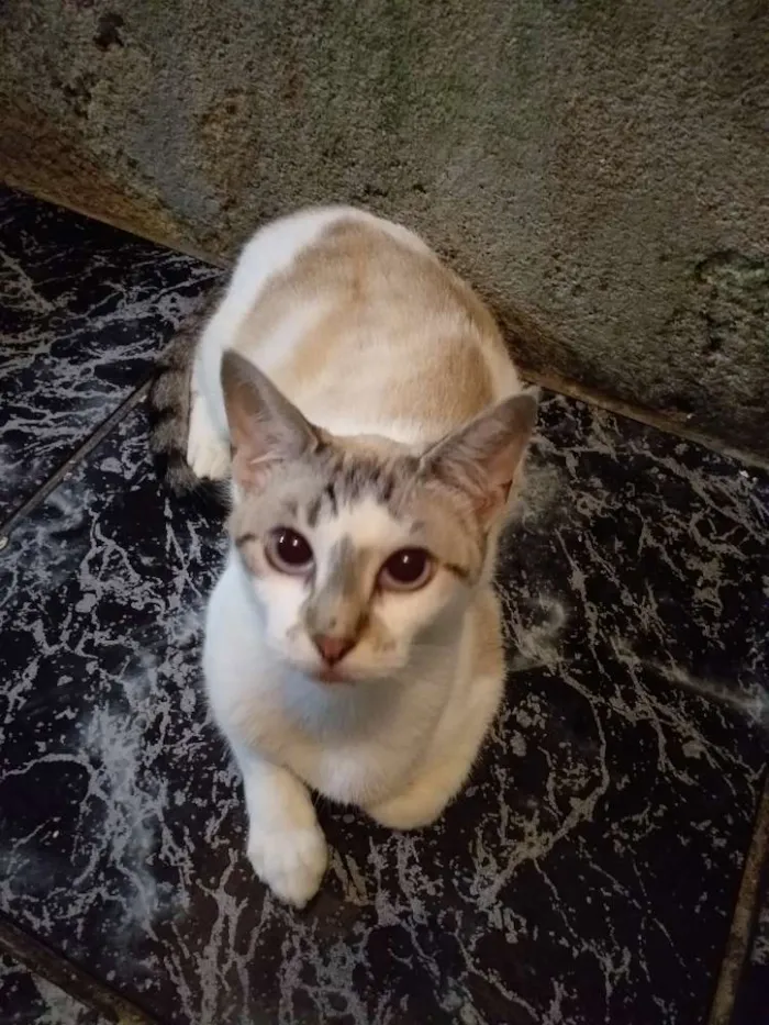 Gato ra a Siamês  idade 1 ano nome Yó