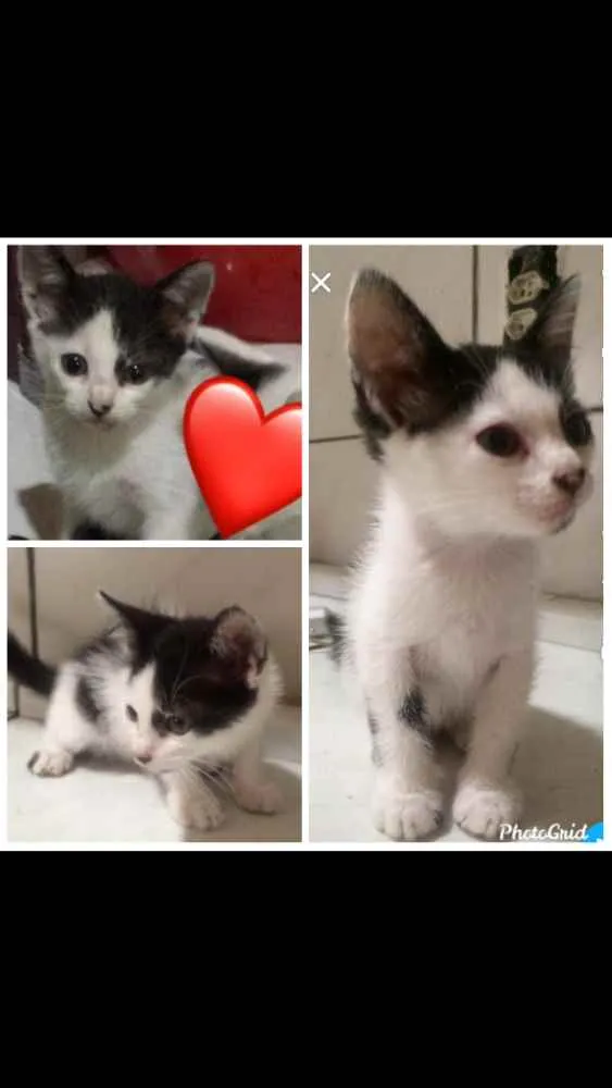Gato raça Angorá  idade Abaixo de 2 meses nome Não tem nome ainda 