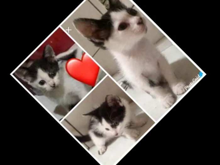 Gato raça Angorá  idade Abaixo de 2 meses nome Não tem nome ainda 