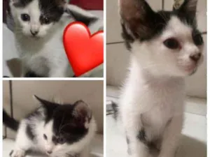 Gato raça Angorá  idade Abaixo de 2 meses nome Não tem nome ainda 