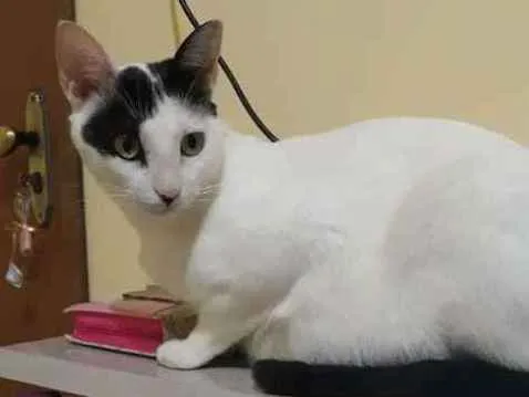 Gato ra a  idade 3 anos nome Delegado