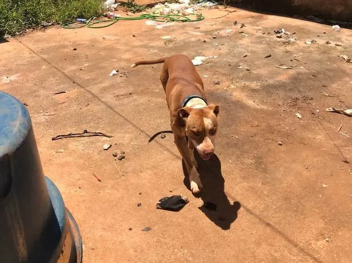 Cachorro ra a Pit bull e vira-lata  idade 3 anos nome Braw e dondoca 