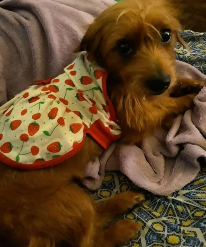 Cachorro ra a Vira lata com salsicha idade 2 anos nome Cristal