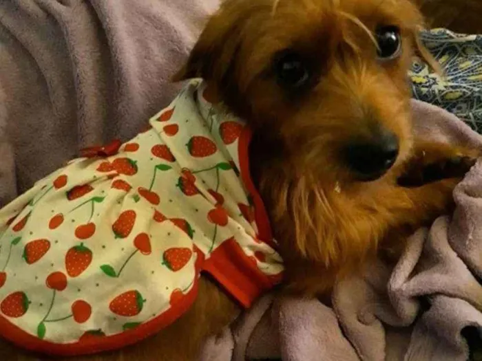 Cachorro ra a Vira lata com salsicha idade 2 anos nome Cristal