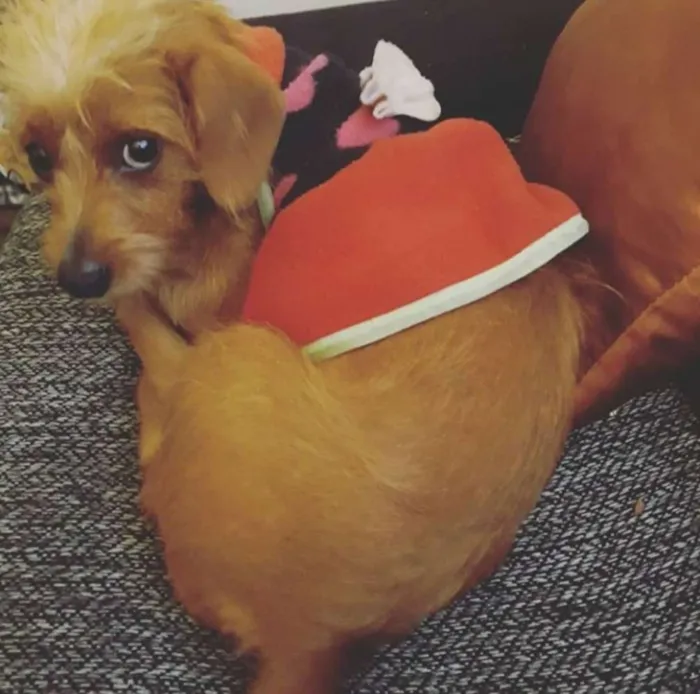 Cachorro ra a Vira lata com salsicha idade 2 anos nome Cristal