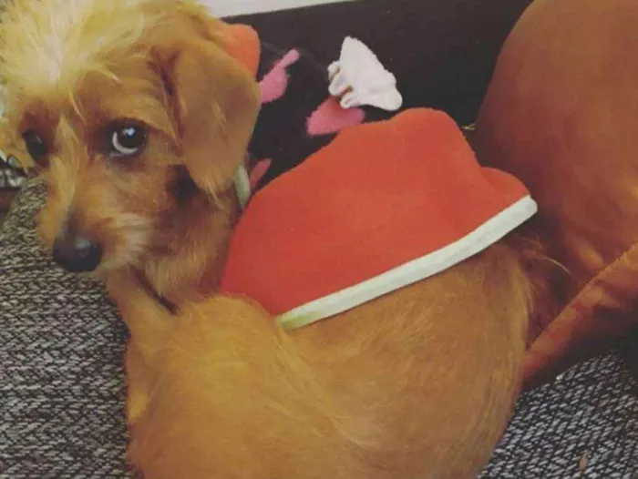 Cachorro ra a Vira lata com salsicha idade 2 anos nome Cristal