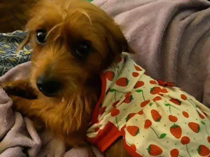 Cachorro ra a Vira lata com salsicha idade 2 anos nome Cristal