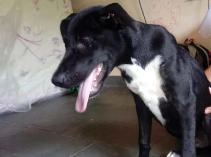 Cachorro ra a Vira-lata idade 2 a 6 meses nome Nenhum