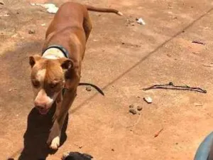 Cachorro raça Pit bull e vira-lata  idade 3 anos nome Braw e dondoca 