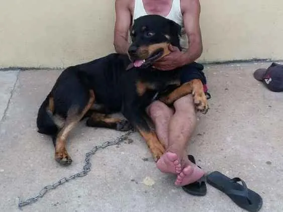 Cachorro ra a Rotewaller  idade 2 anos nome Thor