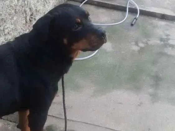 Cachorro ra a Rotewaller  idade 2 anos nome Thor