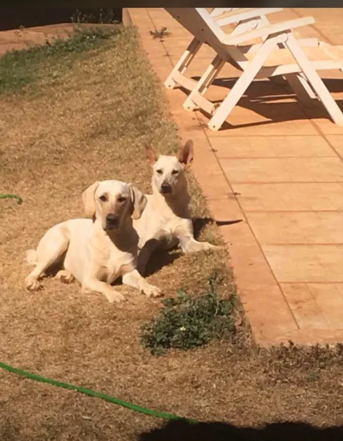 Cachorro ra a Labrador e vira-latas  idade 2 a 6 meses nome Laica e Bili 