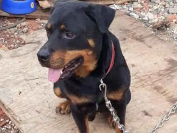 Cachorro ra a Rotewaller  idade 2 anos nome Thor