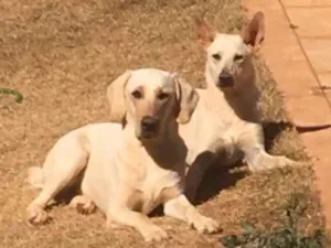 Cachorro raça Labrador e vira-latas  idade 2 a 6 meses nome Laica e Bili 
