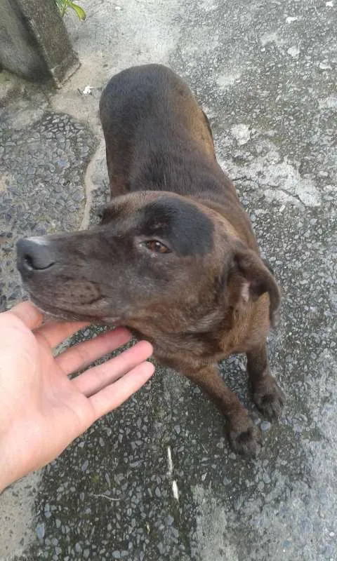 Cachorro raça Labrador com fila idade 1 ano nome Japão