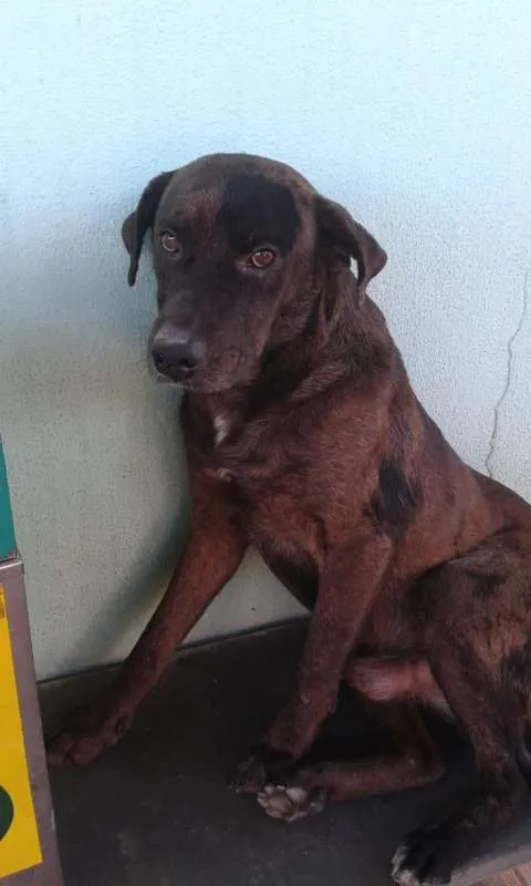 Cachorro raça Labrador com fila idade 1 ano nome Japão
