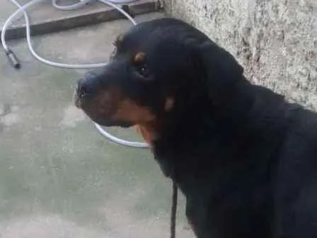 Cachorro ra a Rotewaller  idade 2 anos nome Thor