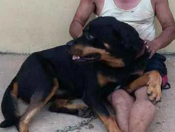 Cachorro ra a Rotewaller  idade 2 anos nome Thor