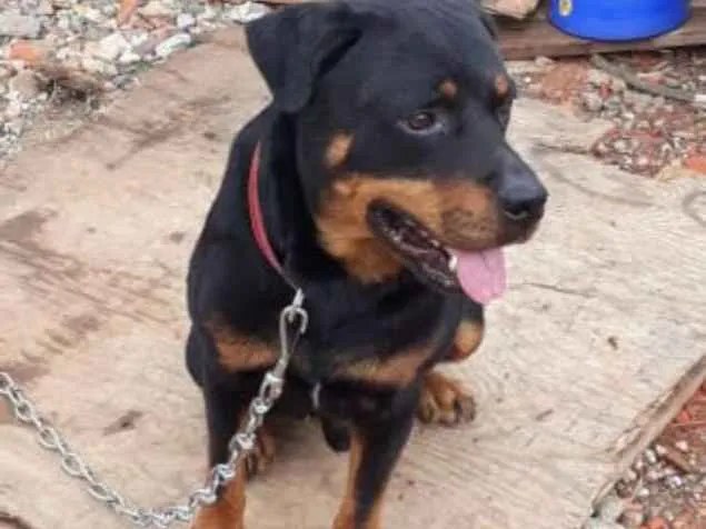 Cachorro ra a Rotewaller  idade 2 anos nome Thor