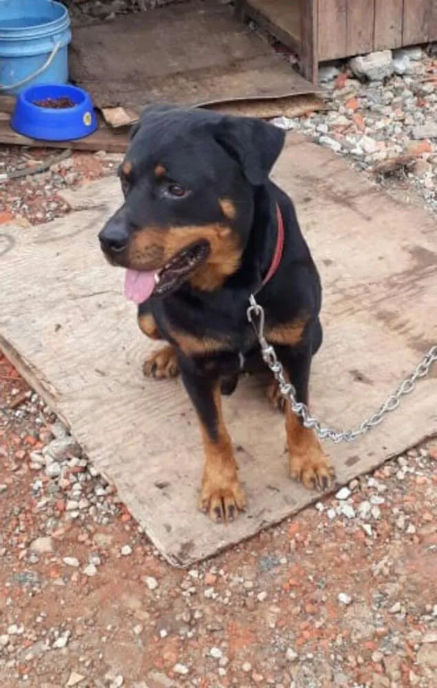 Cachorro ra a Rotewaller  idade 2 anos nome Thor