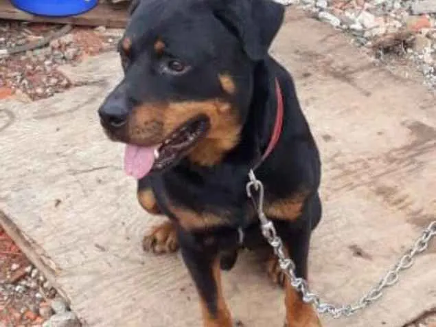 Cachorro ra a Rotewaller  idade 2 anos nome Thor
