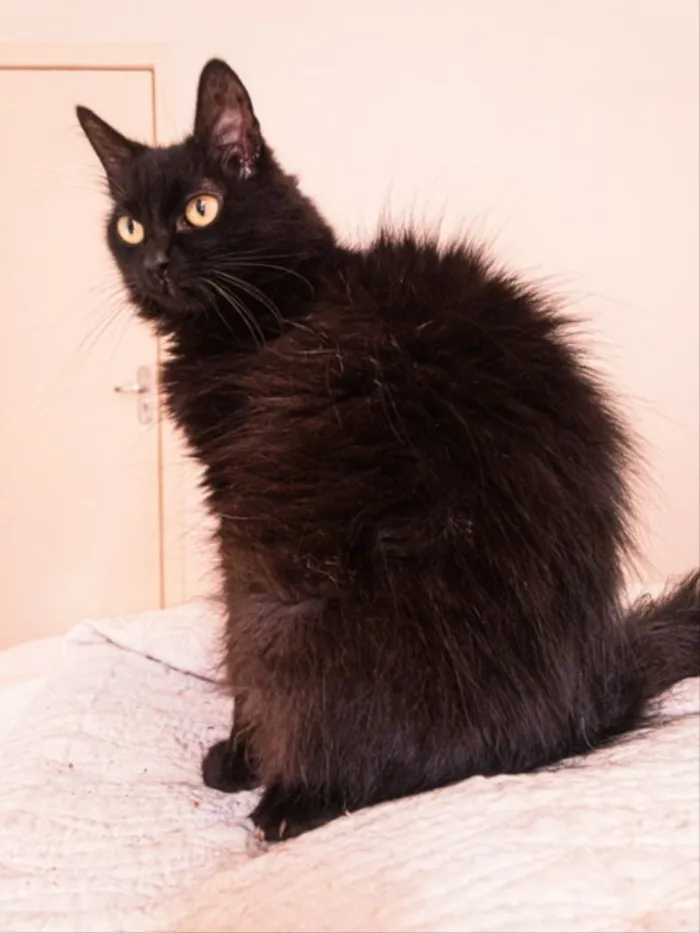 Gato ra a SRD idade 7 a 11 meses nome Tatu