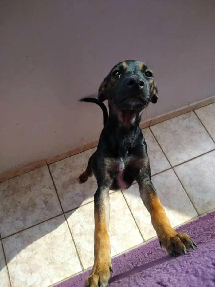 Cachorro ra a Sem raça idade 7 a 11 meses nome Black
