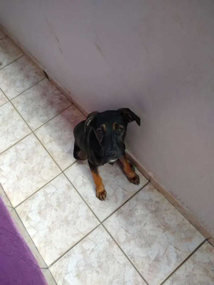 Cachorro ra a Sem raça idade 7 a 11 meses nome Black