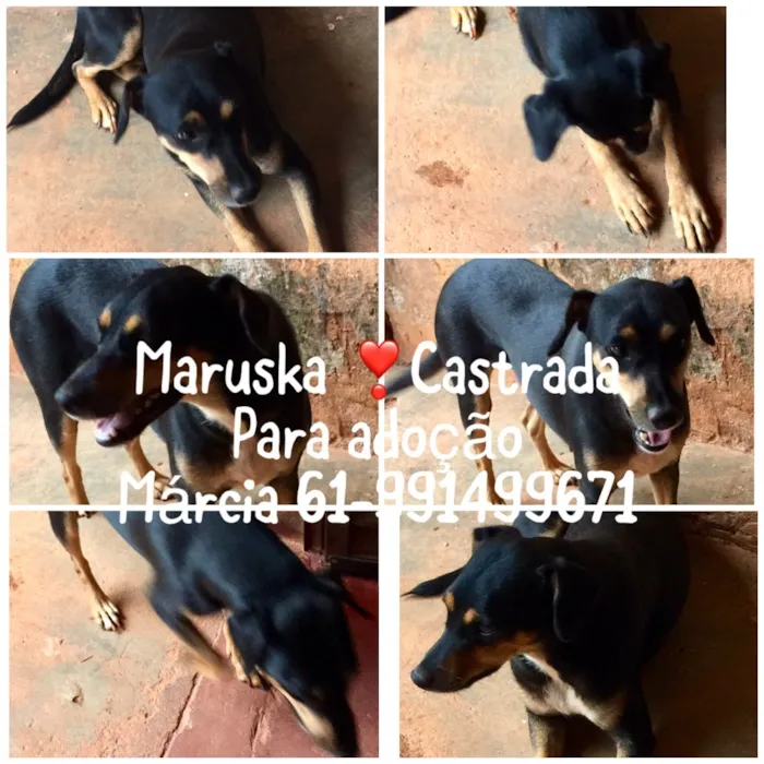 Cachorro ra a SRD idade 2 anos nome Maruska 