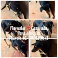 Maruska