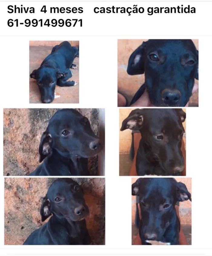 Cachorro ra a SRD idade 2 a 6 meses nome Shiva