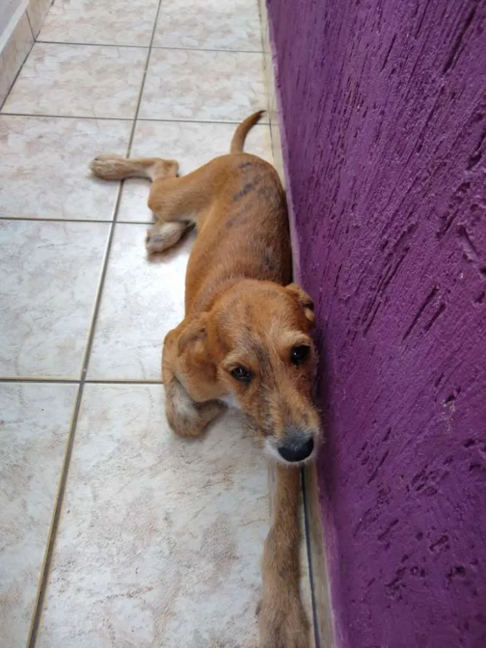 Cachorro ra a Sem raça idade 7 a 11 meses nome Lion