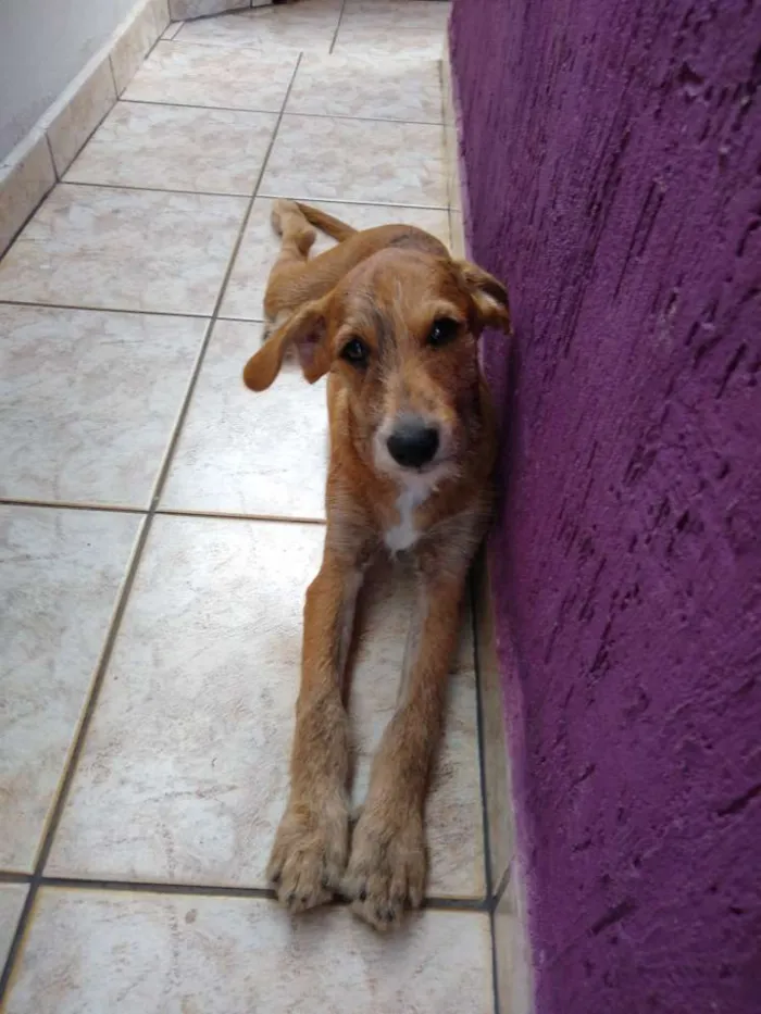 Cachorro ra a Sem raça idade 7 a 11 meses nome Lion