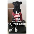 Lassie