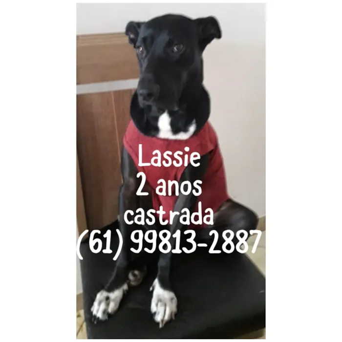 Cachorro ra a SRD idade 2 anos nome Lassie