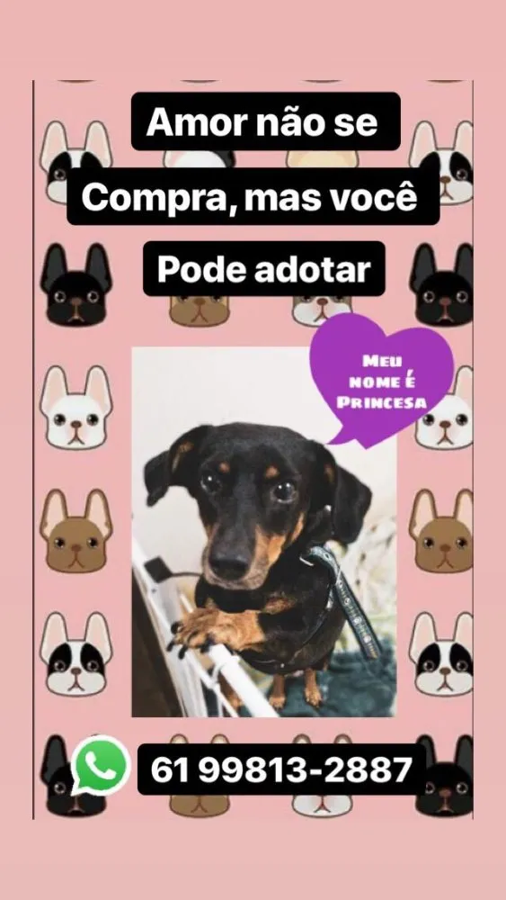 Cachorro ra a SRD idade 1 ano nome Princesa