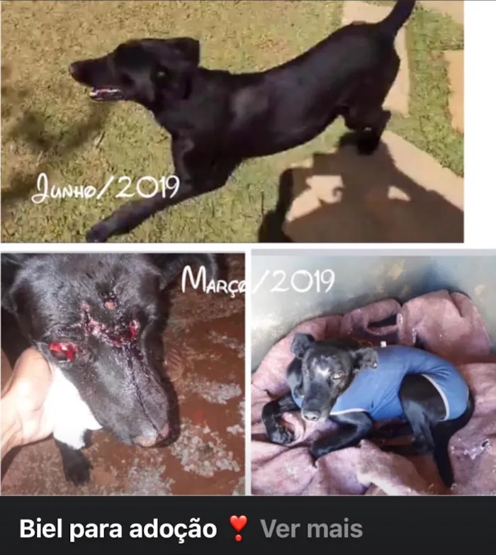 Cachorro ra a SRD idade 2 anos nome Biel