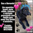Bernardo