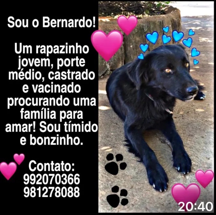 Cachorro ra a SRD idade 2 anos nome Bernardo