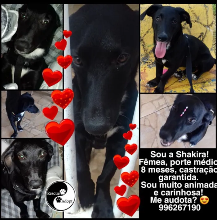Cachorro ra a SRD idade 1 ano nome Shakira