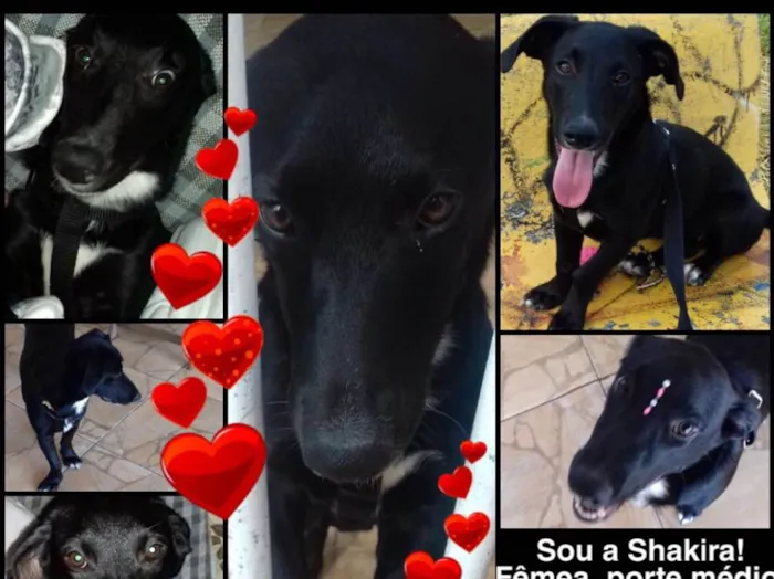 Cachorro ra a SRD idade 1 ano nome Shakira