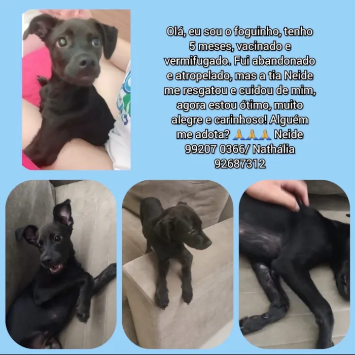 Cachorro ra a SRD idade 1 ano nome Foguinho