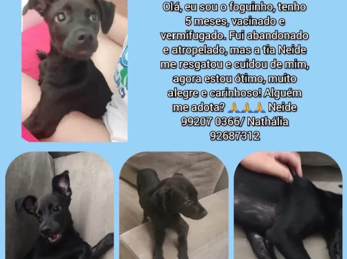 Cachorro ra a SRD idade 1 ano nome Foguinho