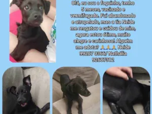 Cachorro raça SRD idade 1 ano nome Foguinho