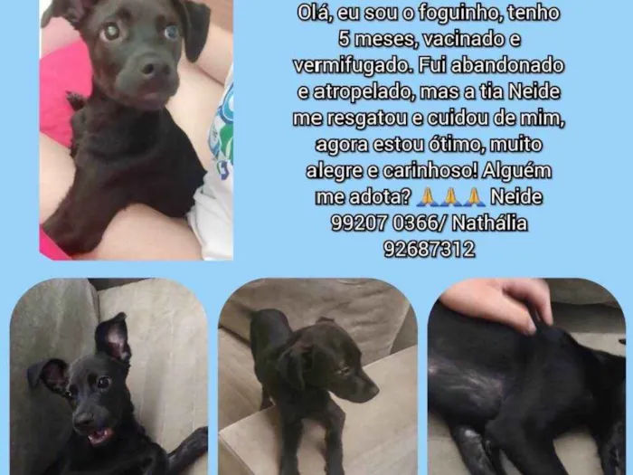 Cachorro ra a SRD idade 1 ano nome Foguinho